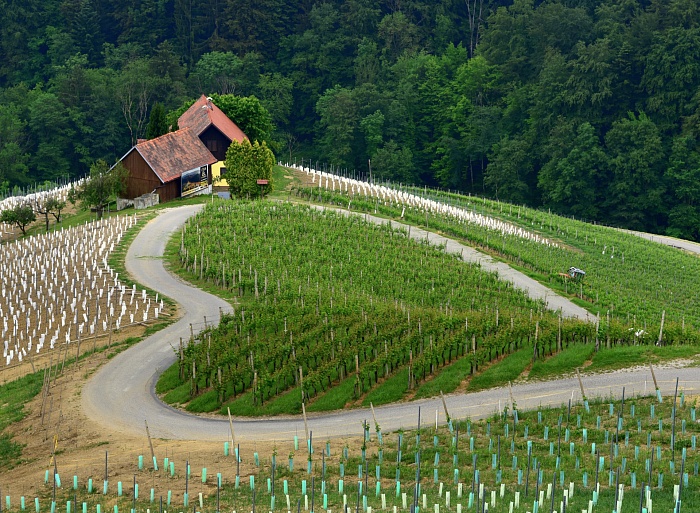 Прогулка по Словении :: Сердце в винограднике :: Sprehod.com